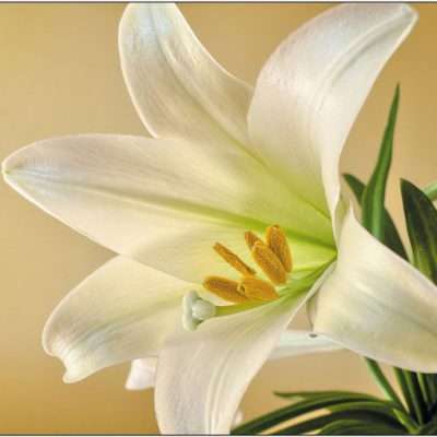 Soz. Bestattungsdienste Lilium document 1