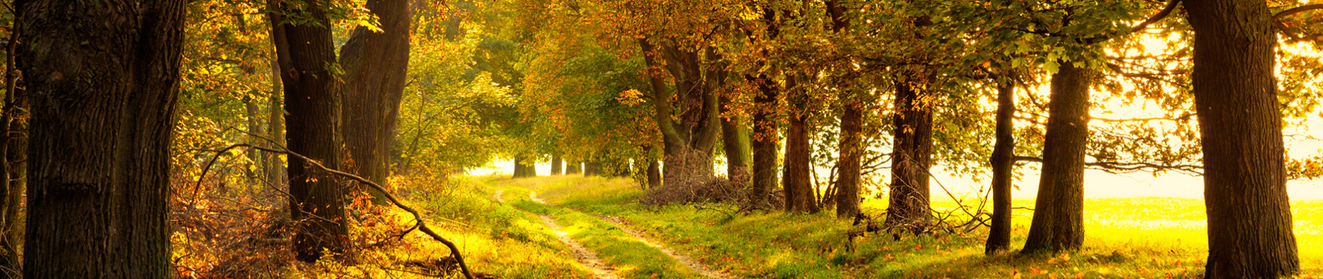 Bestattung Rottensteiner  document 1